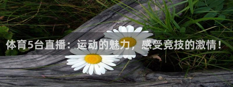 体育5台直播：运动的魅力，感受竞技的激情！